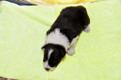 ボーダーコリー ペットショップ 横浜 ボーダーコリー ブリーダー 子犬販売の専門店 AngelWan 山梨 兵庫 愛知 岐阜