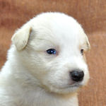 ボーダーコリー　ブリーダー　子犬販売の専門店　AngelWan　横浜