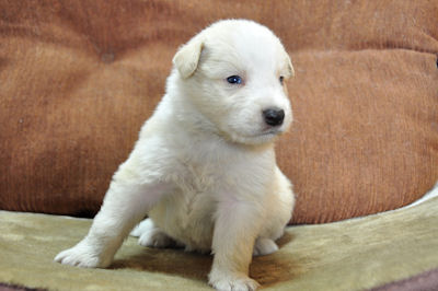 ボーダーコリー　ブリーダー　子犬販売の専門店　AngelWan　横浜　JKC　血統書