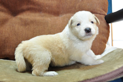 ボーダーコリー　ブリーダー　子犬販売の専門店　AngelWan　横浜市　神奈川区　栄区