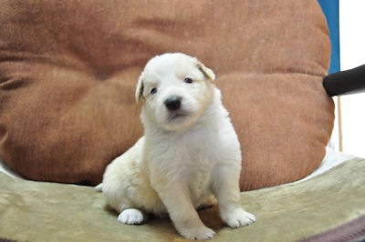 ボーダーコリー　ブリーダー　子犬販売の専門店　AngelWan　横浜　ペット通販