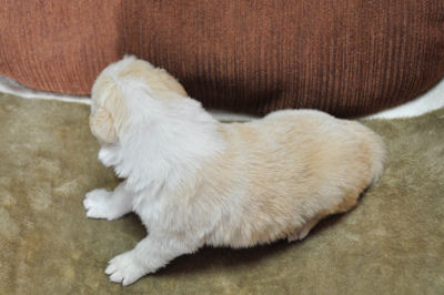 ボーダーコリー　ブリーダー　子犬販売の専門店　AngelWan　横浜　シープドッグ