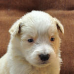 ボーダーコリー　ブリーダー　子犬販売の専門店　AngelWan　横浜