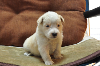 ボーダーコリー　ブリーダー　子犬販売の専門店　AngelWan　レアカラー　中型犬