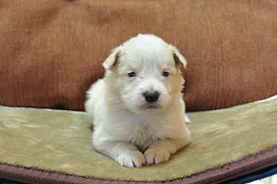 ボーダーコリー　ブリーダー　子犬販売の専門店　AngelWan　三重　山形　新潟　