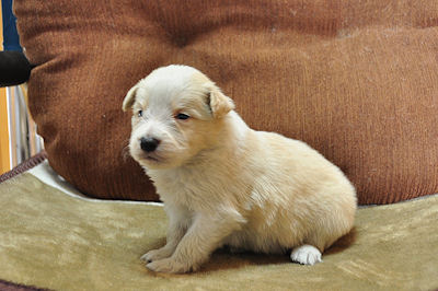 ボーダーコリー　ブリーダー　子犬販売の専門店　AngelWan　藤沢　茅ヶ崎　平塚　鎌倉