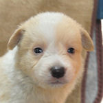 ボーダーコリー　ブリーダー　子犬販売の専門店　AngelWan　横浜