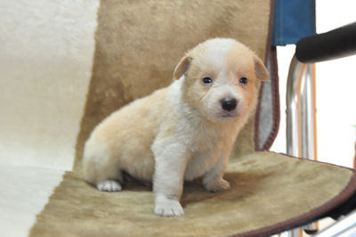 ボーダーコリー　ブリーダー　子犬販売の専門店　AngelWan　横浜市　港北区　都筑区