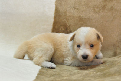 ボーダーコリー　ブリーダー　子犬販売の専門店　AngelWan　横浜市　戸塚区　泉区