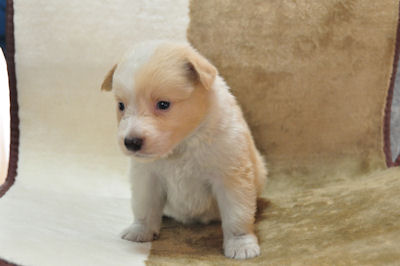 ボーダーコリー　ブリーダー　子犬販売の専門店　AngelWan　神奈川　東京　千葉　埼玉