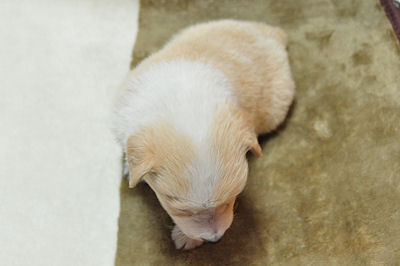 ボーダーコリー　ブリーダー　子犬販売の専門店　AngelWan　四国　九州　関西　関東