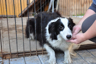 ボーダーコリー　ブリーダー　子犬販売の専門店　AngelWan　青森　秋田　長野　静岡