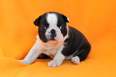 ボストンテリア JKCチャンピオン直子 良血統 ボストンテリア ブリーダー 子犬販売の専門店 AngelWan 横浜 ミドル級 湘南 川崎