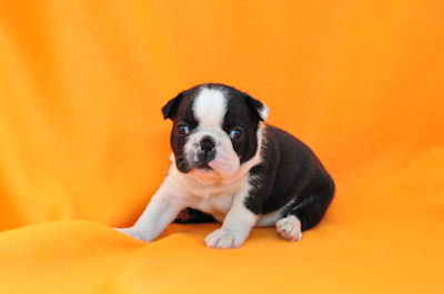 ボストンテリア アメリカ こいぬ ボストンテリア ブリーダー 子犬販売の専門店 AngelWan 横浜市 都筑区 港北区 青葉区