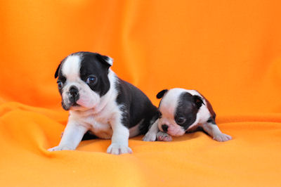 ボストンテリア 白黒 仔犬 ボストンテリア ブリーダー 子犬販売の専門店 AngelWan 東京 青森 秋田 長野 静岡