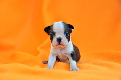 ボストンテリア　ブリーダー　子犬販売の専門店　AngelWan　横浜市　中区　港南区　瀬谷区