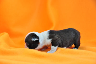 ボストンテリア　ブリーダー　子犬販売の専門店　AngelWan　湘南　相模原　町田　横浜