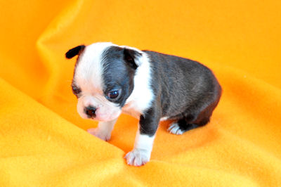 ボストンテリア　ブリーダー　子犬販売の専門店　AngelWan　東京　千葉　埼玉　神奈川　山梨