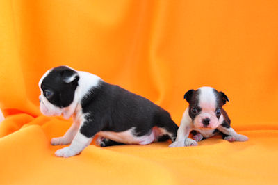 ボストンテリア　ブリーダー　子犬販売の専門店　AngelWan　横浜　兄妹　小型犬　室内犬