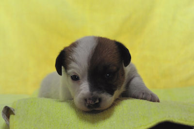 ジャックラッセルテリア ブリーダー直販 JKC ジャックラッセルテリア ブリーダー 子犬販売の専門店 AngelWan 横浜市戸塚区 泉区