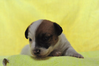 ジャックラッセルテリア 子犬 画像 ジャックラッセルテリア ブリーダー 子犬販売の専門店 AngelWan 横浜市 港北区