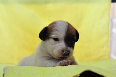 ジャックラッセルテリア ペットショップ 横浜 ジャックラッセルテリア ブリーダー 子犬販売の専門店 AngelWan 横浜市 都筑区