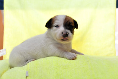 ジャックラッセルテリア ブリーダー 出産情報 ジャックラッセルテリア ブリーダー 子犬販売の専門店 AngelWan 横浜市 中区 旭区