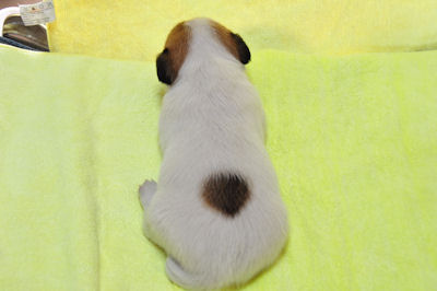 ジャックラッセルテリア 子犬直販 ブリーダー ジャックラッセルテリア ブリーダー 子犬販売の専門店 AngelWan 兵庫 神奈川