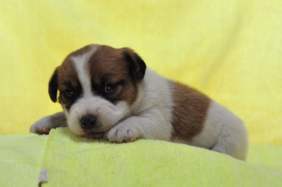 ジャックラッセルテリア　ブリーダー　子犬販売の専門店　AngelWan　東京　青森　秋田