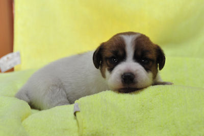 ジャックラッセルテリア　ブリーダー　子犬販売の専門店　AngelWan　秋田　長野　静岡