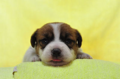 ジャックラッセルテリア　ブリーダー　子犬販売の専門店　AngelWan　岐阜　三重　愛知