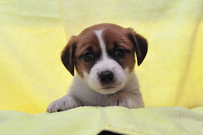 ジャックラッセルテリア　ブリーダー　子犬販売の専門店　ＡｎｇｅｌＷａｎ　全国対応　空輸