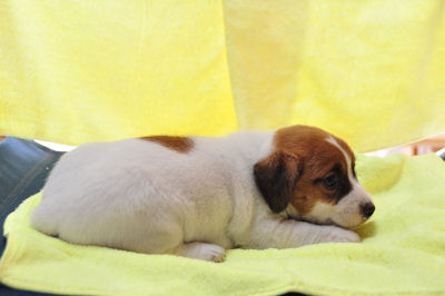 ジャックラッセルテリア　ブリーダー　子犬販売の専門店　ＡｎｇｅｌＷａｎ　アジリティ　スポーツ