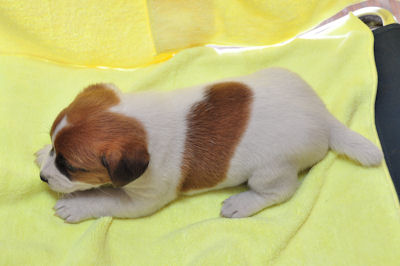 ジャックラッセルテリア　ブリーダー　子犬販売の専門店　ＡｎｇｅｌＷａｎ　京都　山梨　茨城