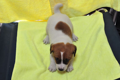 ジャックラッセルテリア　ブリーダー　子犬販売の専門店　ＡｎｇｅｌＷａｎ　ＪＫＣ　小型犬