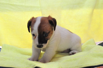 ジャックラッセルテリア JKC 子犬販売 ジャックラッセルテリア ブリーダー 子犬販売の専門店 AngelWan 福岡 兵庫 京都