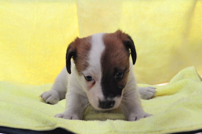 ジャックラッセルテリア ペットショップ 子犬 ジャックラッセルテリア ブリーダー 子犬販売の専門店 AngelWan 青森 秋田 長野