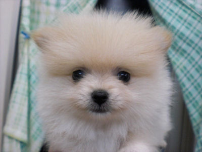 ポメラニアン　ブリーダー　子犬販売の専門店　AngelWan　横浜市戸塚区　泉区　旭区