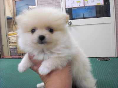 ポメラニアン　ブリーダー　子犬販売の専門店　AngelWan　横浜市都筑区　港北区　緑区