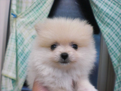ポメラニアン　ブリーダー　子犬販売の専門店　AngelWan　横浜市　青葉区　中区　栄区