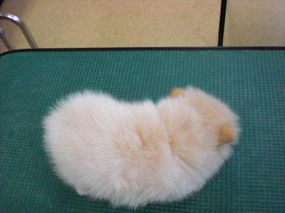 ポメラニアン　ブリーダー　子犬販売の専門店　AngelWan　小型犬　室内犬　トリミング