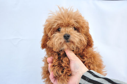 トイプードル　ブリーダー　子犬販売の専門店　AngelWan　横浜　ペットショップ
