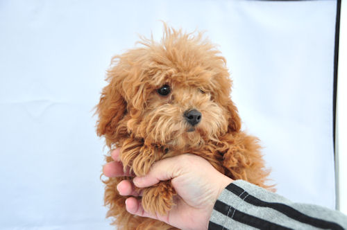 トイプードル　ブリーダー　子犬販売の専門店　AngelWan　横浜