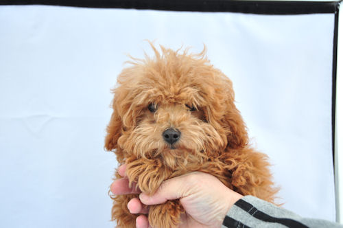 トイプードル　ブリーダー　子犬販売の専門店　AngelWan　青森　秋田　長野　山梨　富山