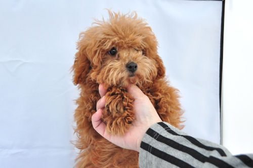 トイプードル　ブリーダー　子犬販売の専門店　AngelWan　福岡　愛知　兵庫　静岡　広島