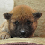 柴犬　ブリーダー　子犬販売の専門店　AngelWan　横浜