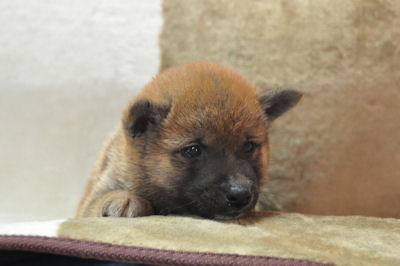 柴犬　ブリーダー　子犬販売の専門店　AngelWan　湘南　広島　福岡　兵庫　愛知　東京