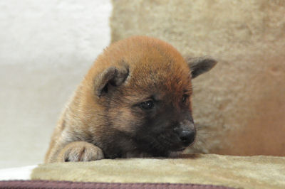 柴犬　ブリーダー　子犬販売の専門店　AngelWan　青森　秋田　長野　静岡　山梨　大阪