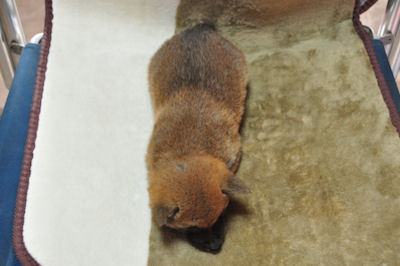 柴犬　ブリーダー　子犬販売の専門店　AngelWan　ペットショップ　小型犬　日本犬