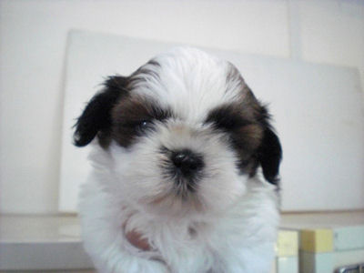 シーズー　ブリーダー　子犬販売の専門店　AneglWan　湘南　川崎　町田　相模原